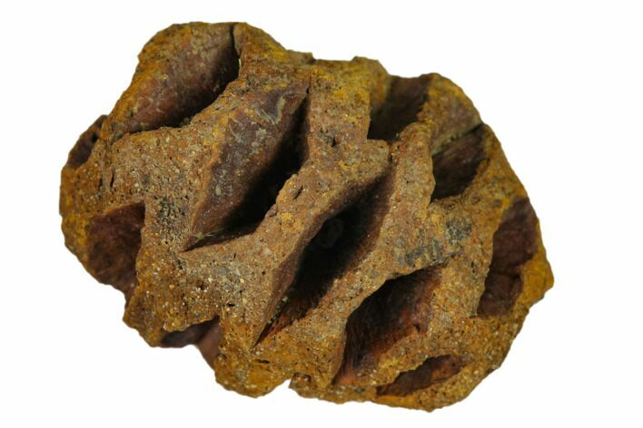 .92" Fossil Pine Cone (Metasequoia) - Montana